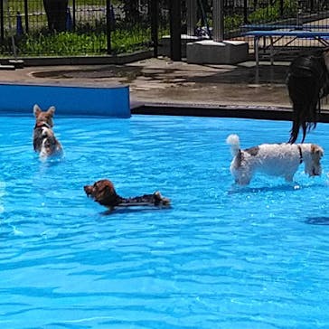 わんダフルネイチャーヴィレッジに投稿された画像（2020/8/19）