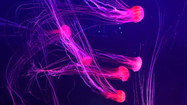 すみだ水族館に投稿された画像（2020/8/19）