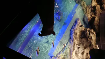 すみだ水族館に投稿された画像（2020/8/19）