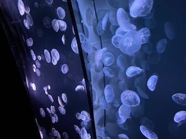 サンシャイン水族館に投稿された画像（2020/8/20）