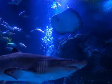 すみだ水族館に投稿された画像（2020/8/20）