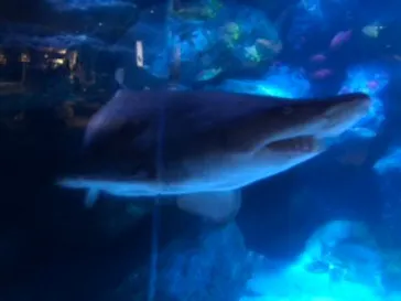 すみだ水族館に投稿された画像（2020/8/20）