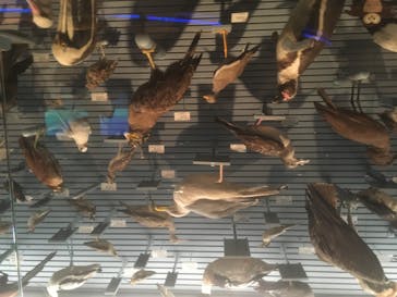 国立科学博物館に投稿された画像（2020/8/20）