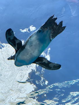 サンシャイン水族館に投稿された画像（2020/8/20）