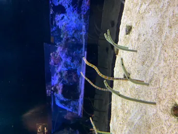 すみだ水族館に投稿された画像（2020/8/20）