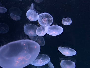 サンシャイン水族館に投稿された画像（2020/8/20）