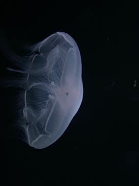 サンシャイン水族館に投稿された画像（2020/8/20）