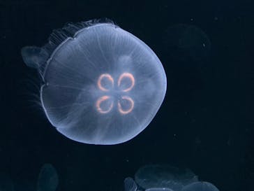 サンシャイン水族館に投稿された画像（2020/8/20）