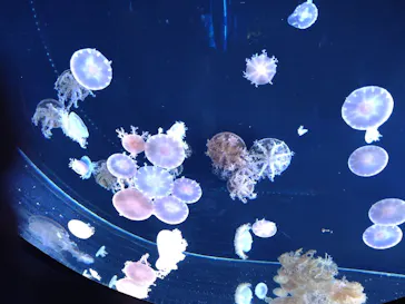 仙台うみの杜水族館に投稿された画像（2020/8/20）