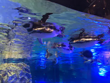 すみだ水族館に投稿された画像（2020/8/20）