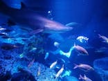 すみだ水族館に投稿された画像（2020/8/20）