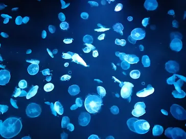 すみだ水族館に投稿された画像（2020/8/20）