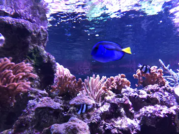 すみだ水族館に投稿された画像（2020/8/20）
