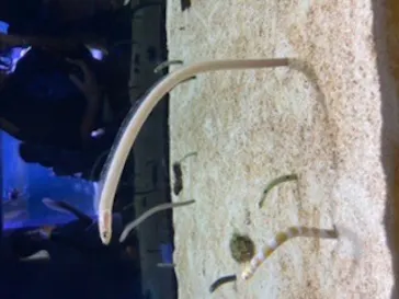 すみだ水族館に投稿された画像（2020/8/20）