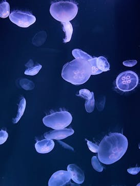 サンシャイン水族館に投稿された画像（2020/8/20）