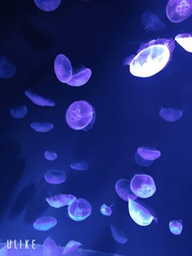 サンシャイン水族館に投稿された画像（2020/8/20）