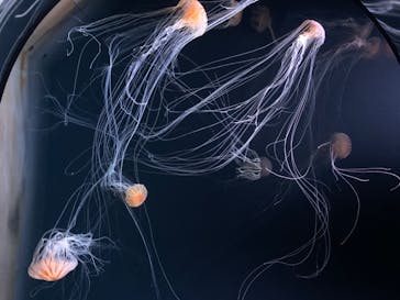 サンシャイン水族館に投稿された画像（2020/8/20）