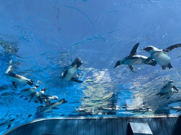 サンシャイン水族館に投稿された画像（2020/8/20）