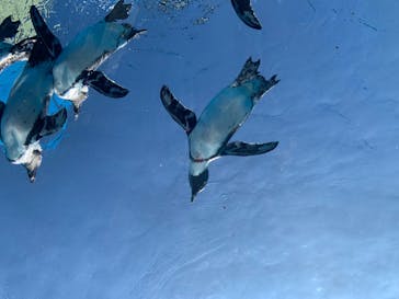 サンシャイン水族館に投稿された画像（2020/8/20）