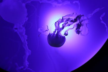 サンシャイン水族館に投稿された画像（2020/8/20）