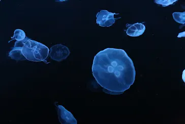 すみだ水族館に投稿された画像（2020/8/20）