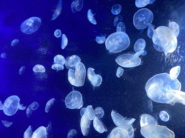 サンシャイン水族館に投稿された画像（2020/8/20）