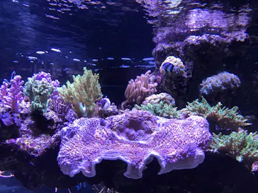 すみだ水族館に投稿された画像（2020/8/20）