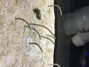 すみだ水族館に投稿された画像（2020/8/20）