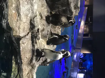 すみだ水族館に投稿された画像（2020/8/20）