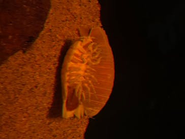 サンシャイン水族館に投稿された画像（2020/8/20）