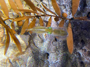 サンシャイン水族館に投稿された画像（2020/8/20）