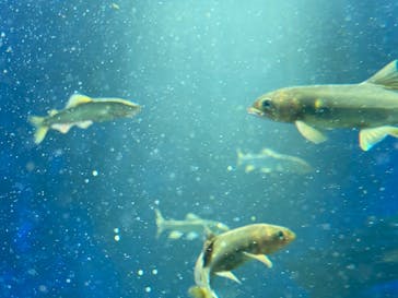 サンシャイン水族館に投稿された画像（2020/8/20）