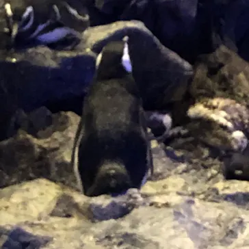 すみだ水族館に投稿された画像（2020/8/20）