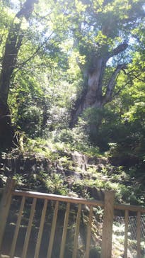 Yamakara屋久島に投稿された画像（2020/8/20）