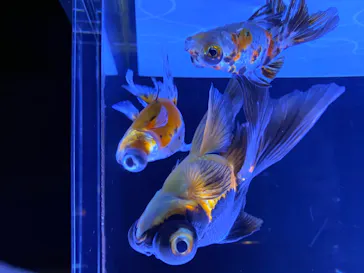 すみだ水族館に投稿された画像（2020/8/20）