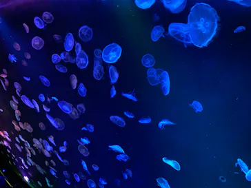 すみだ水族館に投稿された画像（2020/8/20）