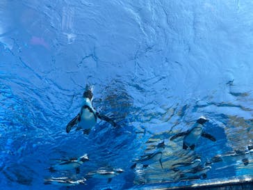 サンシャイン水族館に投稿された画像（2020/8/20）