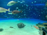 サンシャイン水族館に投稿された画像（2020/8/21）