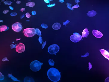 すみだ水族館に投稿された画像（2020/8/20）