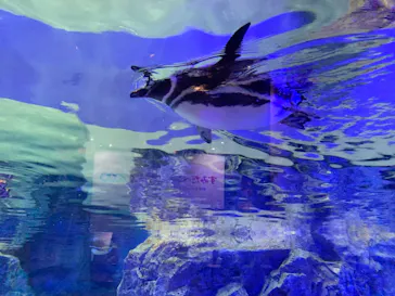 すみだ水族館に投稿された画像（2020/8/20）