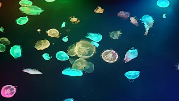 すみだ水族館に投稿された画像（2020/8/20）