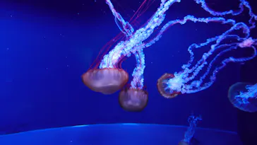 すみだ水族館に投稿された画像（2020/8/20）