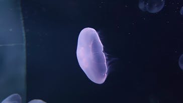 サンシャイン水族館に投稿された画像（2020/8/20）