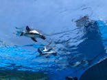 サンシャイン水族館に投稿された画像（2020/8/21）