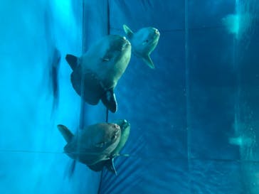 アクアワールド茨城県大洗水族館に投稿された画像（2020/8/21）