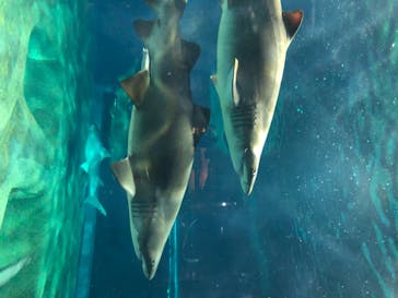 アクアワールド茨城県大洗水族館に投稿された画像（2020/8/21）