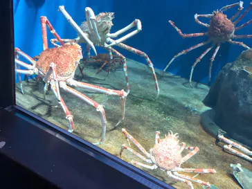 仙台うみの杜水族館に投稿された画像（2020/8/21）