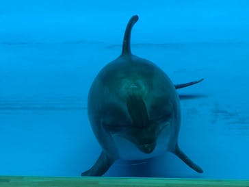 アクアワールド茨城県大洗水族館に投稿された画像（2020/8/21）