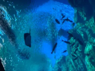 仙台うみの杜水族館に投稿された画像（2020/8/21）