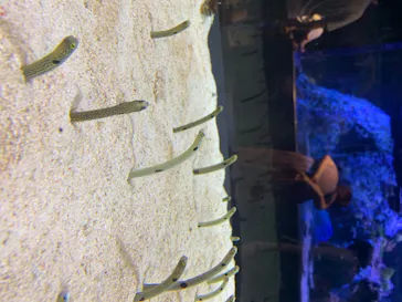 すみだ水族館に投稿された画像（2020/8/21）